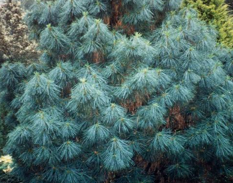 Himalayan Blue Pine 