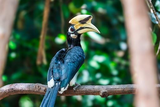 Trees for Hornbills™